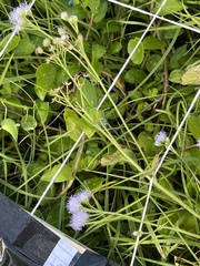 Ageratum houstonianum