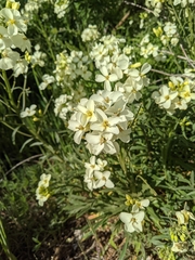 Erysimum franciscanum