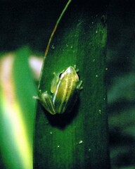 Hyperolius benguellensis