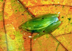 Hyperolius benguellensis