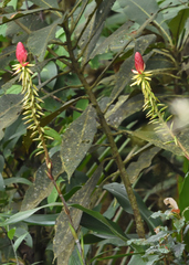 Pitcairnia kniphofioides