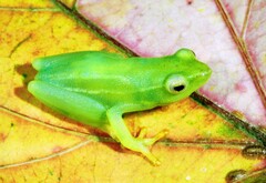 Hyperolius benguellensis