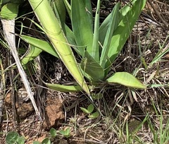 Notogomphus praetorius