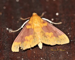 Polygrammodes ponderalis