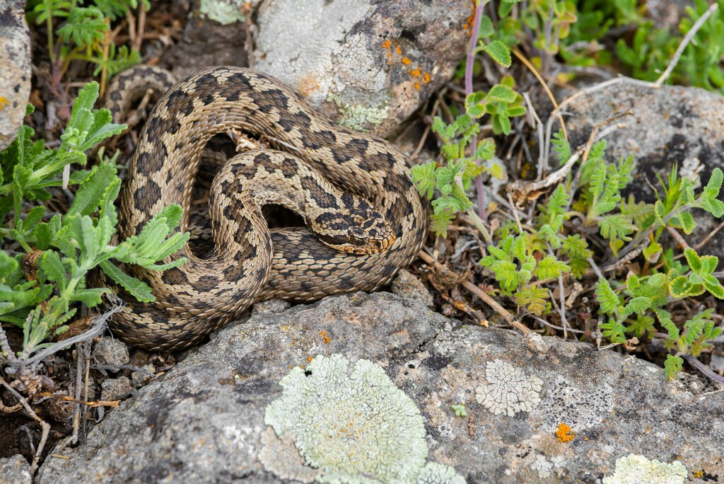 Alburzi Viper