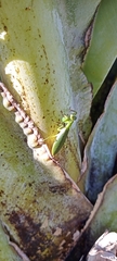 Schizomantodea