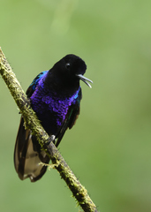 Boissonneaua jardini