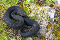 Vipera dinniki