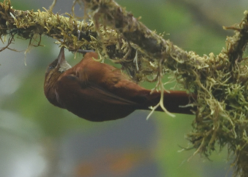 Star-chested Treerunner (Margarornis stellatus)