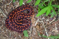 Vipera kaznakovi