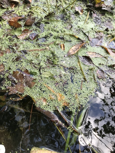 Lemna image