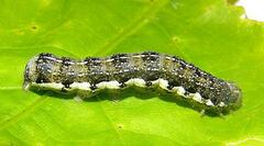 Orthosia rubescens