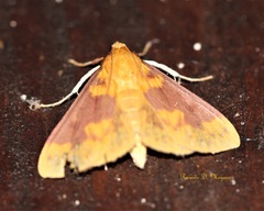 Polygrammodes ponderalis
