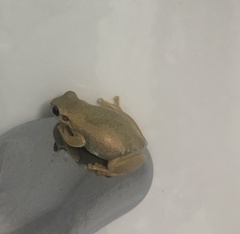 Litoria balatus