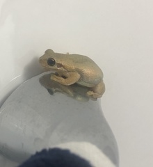 Litoria balatus
