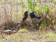 Cyanoloxia brissonii