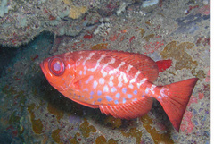 Heteropriacanthus cruentatus