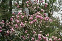 Magnolia liliiflora
