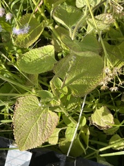 Ageratum houstonianum