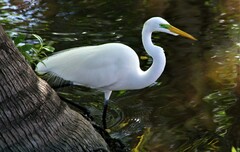 Ardea alba