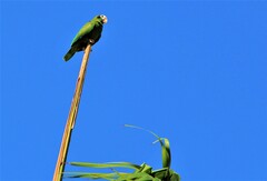 Amazona ventralis