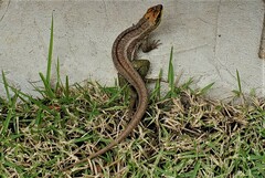 Leiocephalus personatus