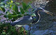 Egretta tricolor