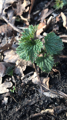 Urtica dioica
