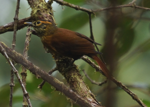 Scaly-throated Foliage-gleaner (Anabacerthia variegaticeps), photo 9