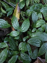 Elatostema cyrtandrifolium