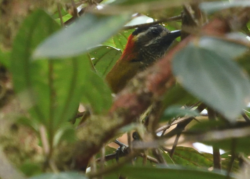 Yellow-vented Woodpecker (Veniliornis dignus), photo 7