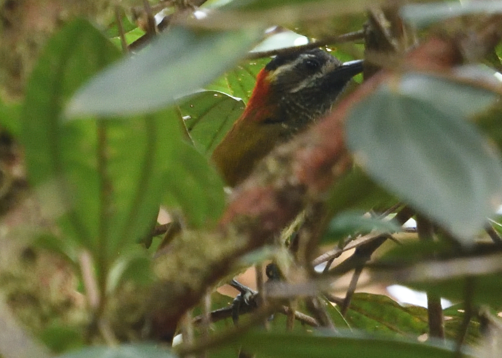 Yellow-vented Woodpecker (Veniliornis dignus), photo 3