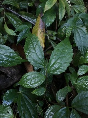 Elatostema cyrtandrifolium