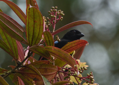 Bangsia melanochlamys