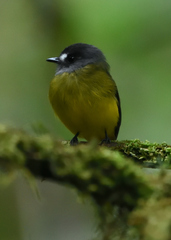 Myiotriccus ornatus