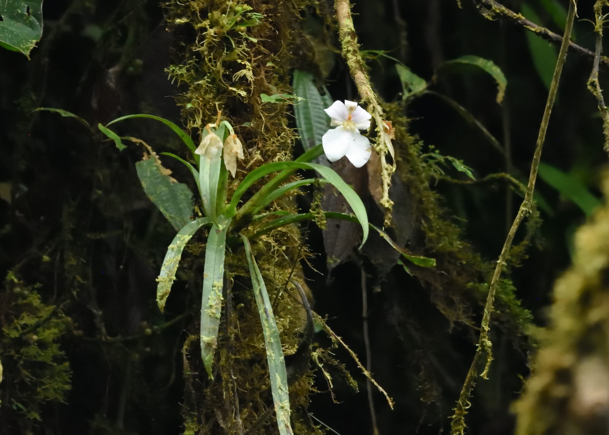 image from Miltoniopsis Vexillaria's Oldest Records Are Greenhouse Plants in Pittsburgh and Chicago