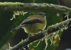 Myiophobus flavicans