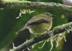 Myiophobus flavicans