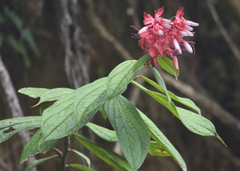 Cavendishia bracteata