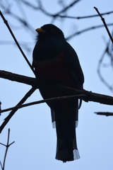 Trogon personatus