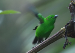 Chlorochrysa phoenicotis