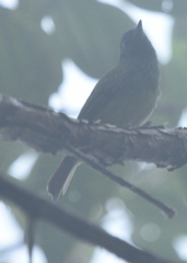 Pseudotriccus pelzelni