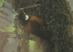 Pseudocolaptes johnsoni