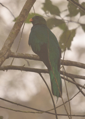 Pharomachrus auriceps