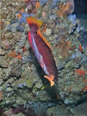 Pseudolabrus biserialis