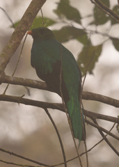 Pharomachrus auriceps