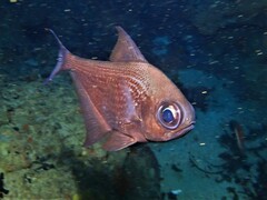 Pempheris multiradiata
