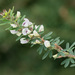 Chinese Bushclover - Photo (c) tlit46, some rights reserved (CC BY-NC), uploaded by tlit46