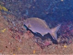 Kyphosus cornelii