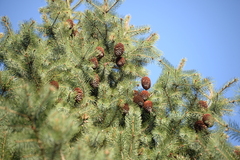 Picea smithiana